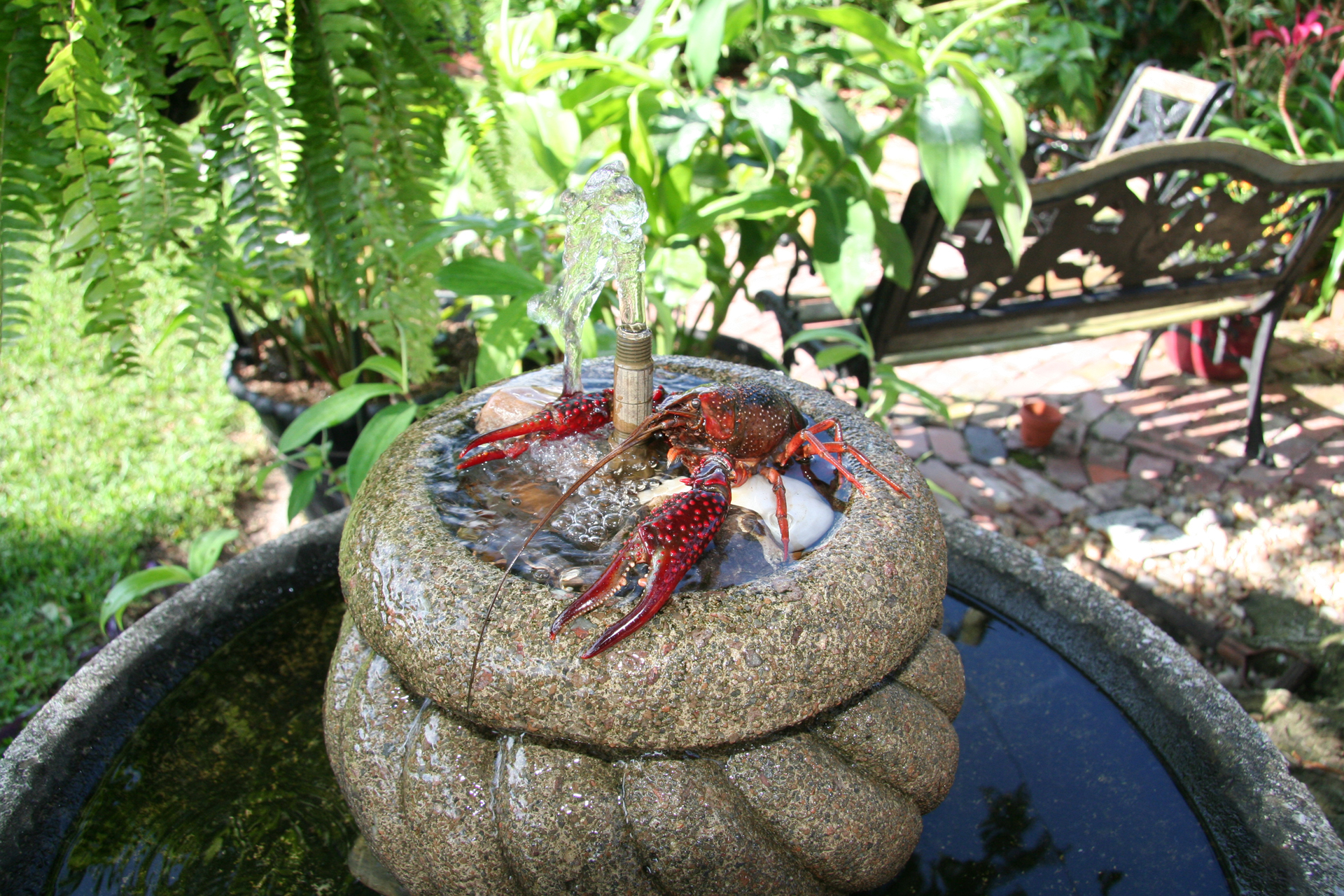 Roter Sumpfkrebs/Red swamp crayfish